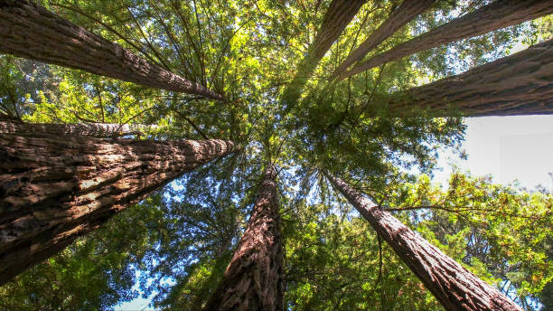 How Our Tree Care Process Works  in  Spout Springs, NC